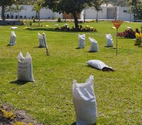 Aplicación de abono orgánico – foto 2