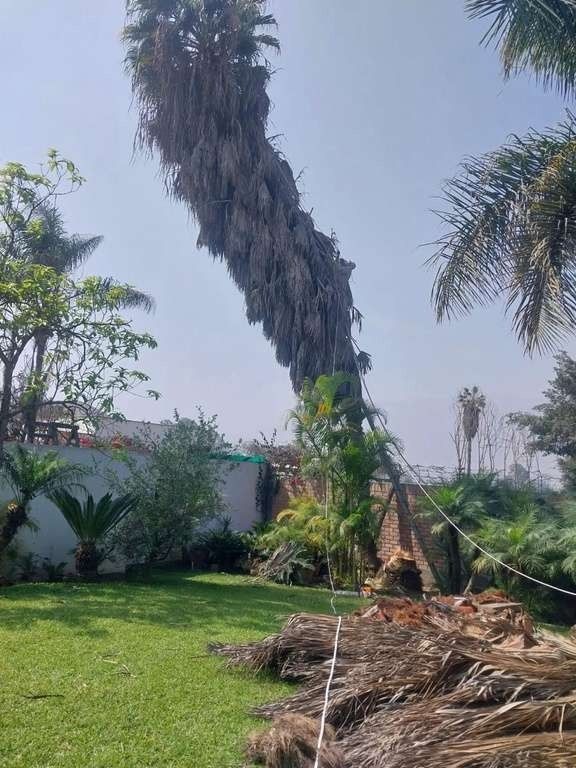 Renovación de árboles – foto 3
