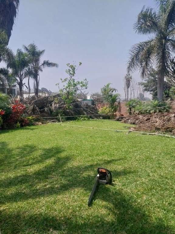 Renovación de árboles – foto 4