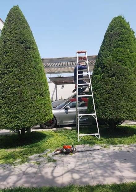 Renovación de árboles – foto 5