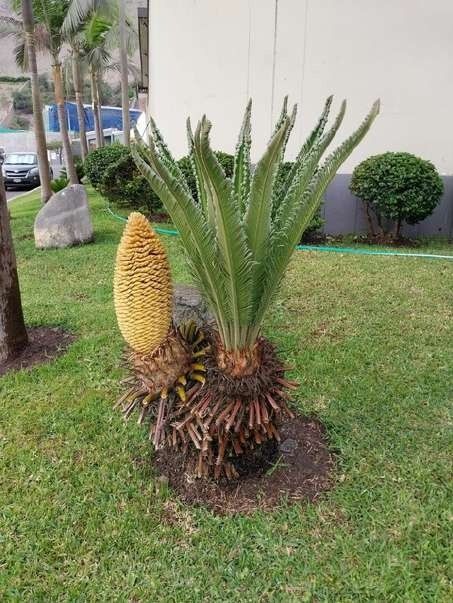 Recuperación de áreas verdes – foto 5