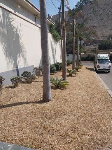 Recuperación de áreas verdes – foto 8