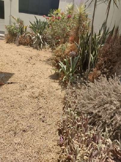 Recuperación de áreas verdes – foto 9