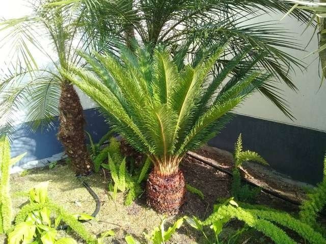 Plantas ornamentales